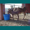 newfoal1.jpg (54745 bytes)
