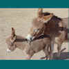 newfoal2.jpg (52323 bytes)