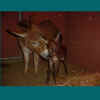 newfoal3.jpg (38000 bytes)