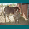 newfoal4.jpg (54008 bytes)